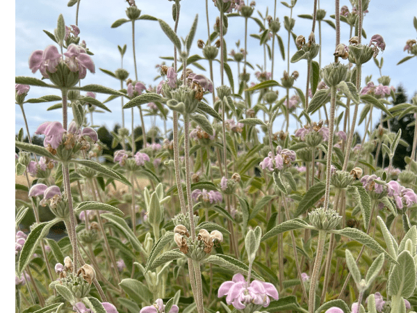 Groundcover shrubs for Western Oregon gardens stems of light green plant with light pink whorls