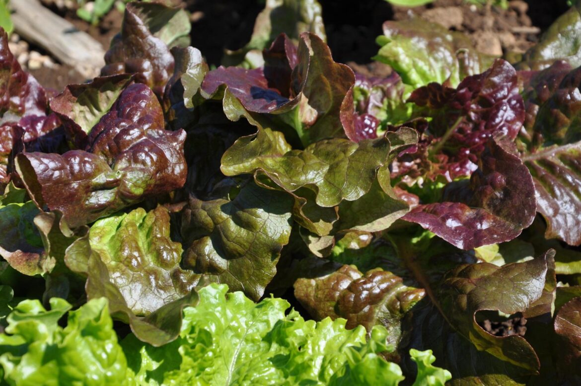 The best vegetables to grow in Oregon's coastal climate