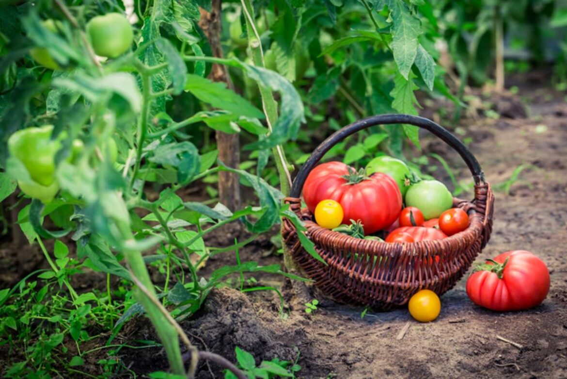 Prepare Your Garden For Spring: Tips For Southwest Louisiana Residents Prepare Your Garden For Spring: Tips For Southwest Louisiana Residents
