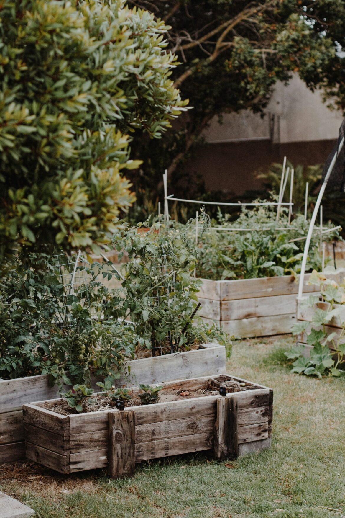 The Alabama urban gardens reinventing the way locals eat The Alabama urban gardens reinventing the way locals eat