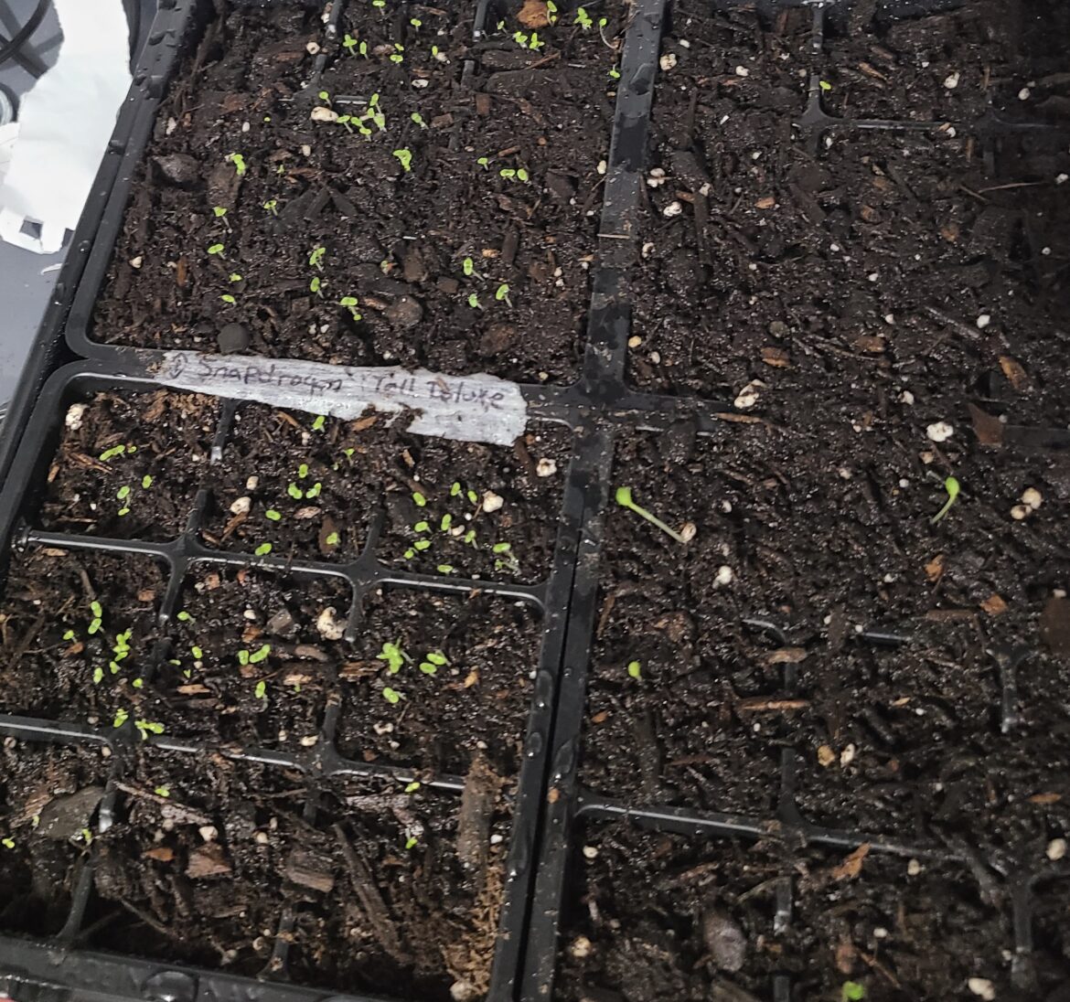 Want to start a CT garden from seeds? What you need to know