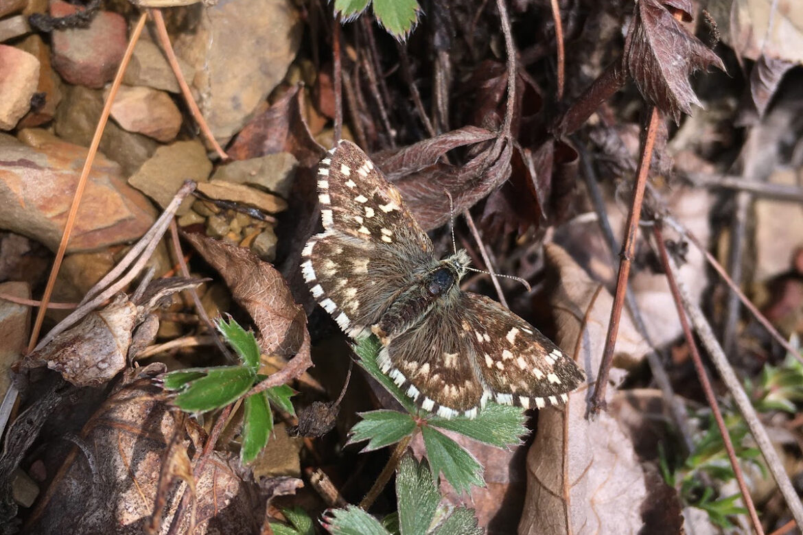Protecting West Virginia’s Rarest Butterflies