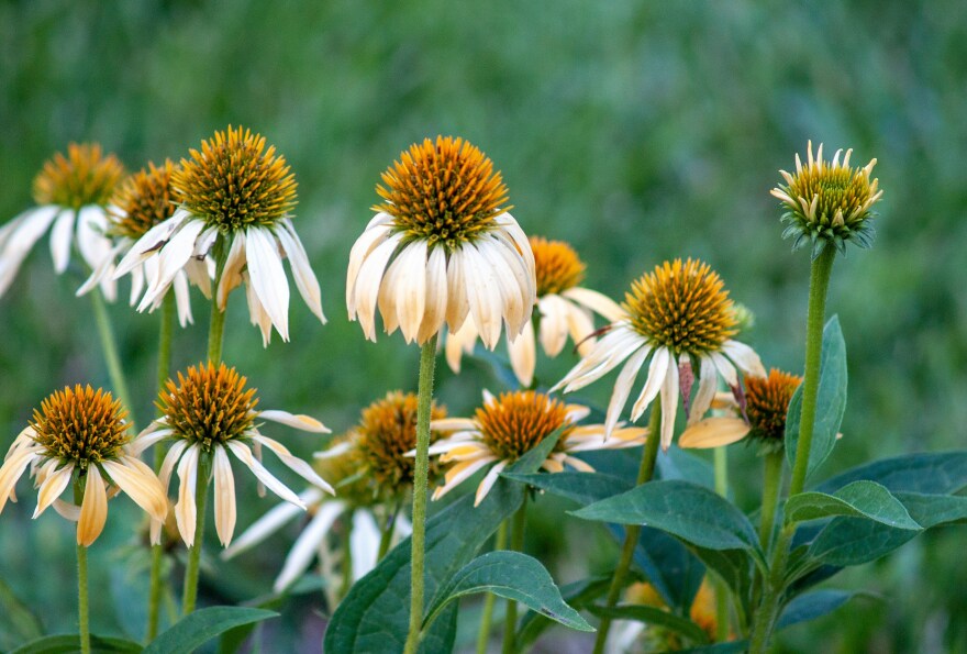 White coneflowers in a meadow.