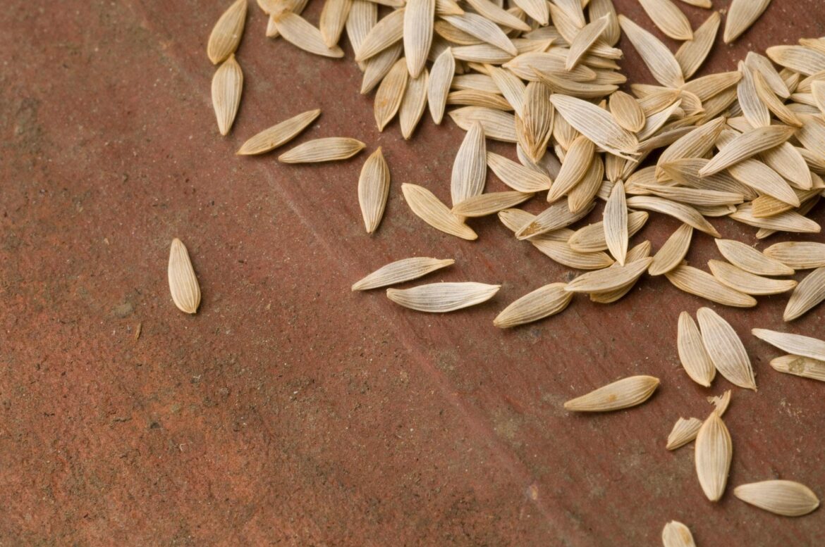 A small pile of pale, narrow lettuce seeds is scattered on a brown surface.