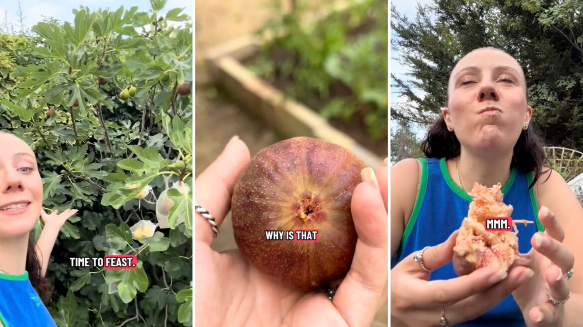Gardener picks ripe fig from home garden, shows why store produce falls short A gardener picking and eating a fig.