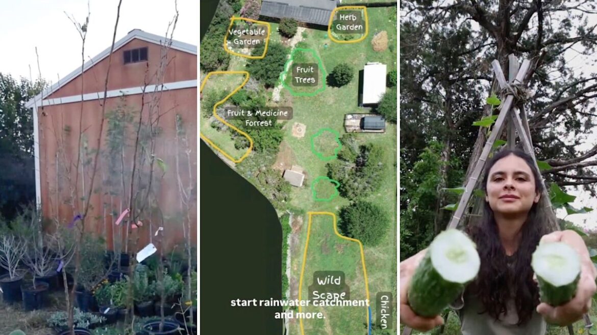 More than 100 trees are reshaping this Texas yard into a drought-ready food forest