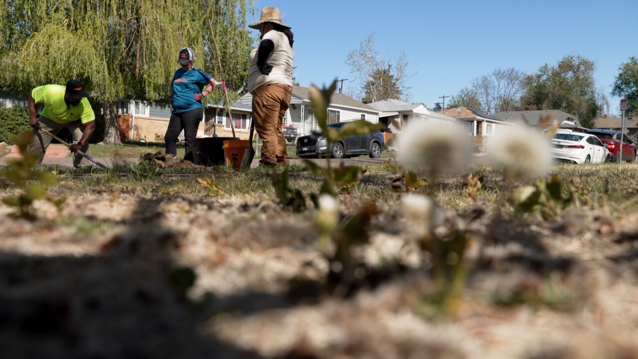 planting tree.jpg