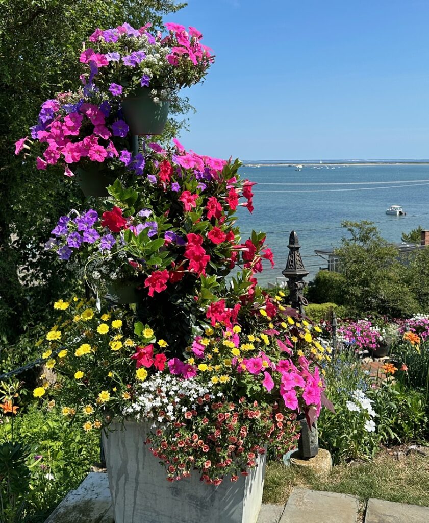 Secret Plots of Lilies and Foxgloves