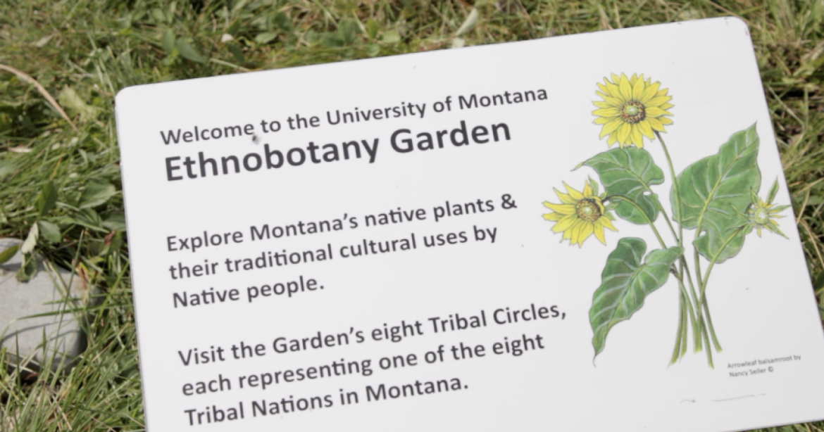 Take an ethnobotany tour around the University of Montana Take an ethnobotany tour around the University of Montana
