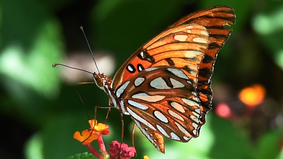 New pollinator gardens are coming to these 12 Alabama state parks New pollinator gardens are coming to these 12 Alabama state parks