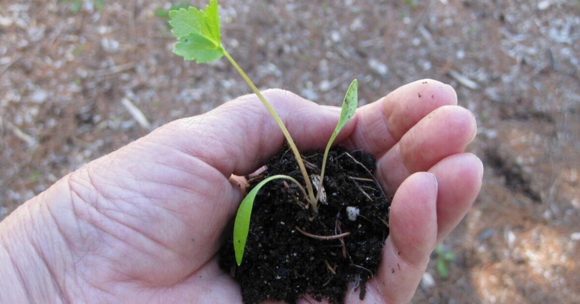 Stay Home For Nevada – And Garden Stay Home For Nevada - And Garden