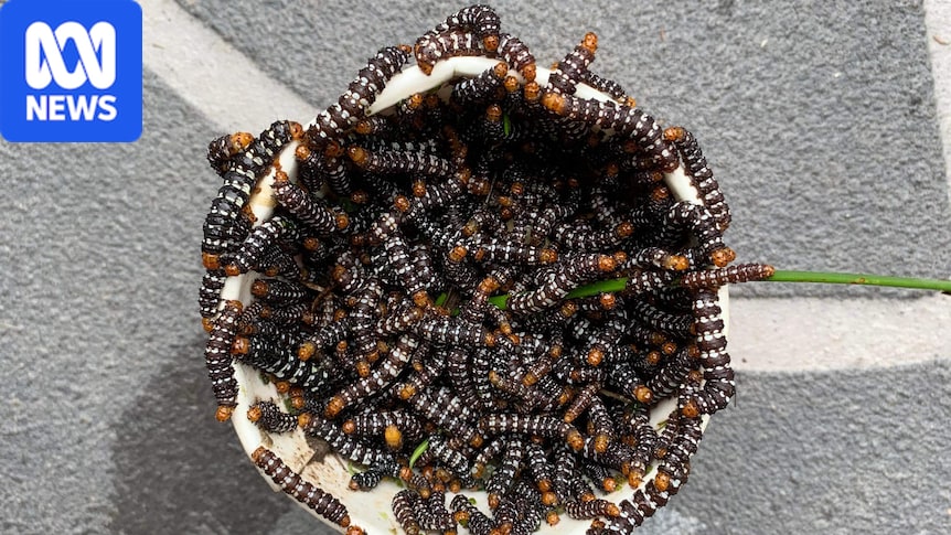 Native caterpillar decimates east coast gardens as hot, humid weather sets in Native caterpillar decimates east coast gardens as hot, humid weather sets in