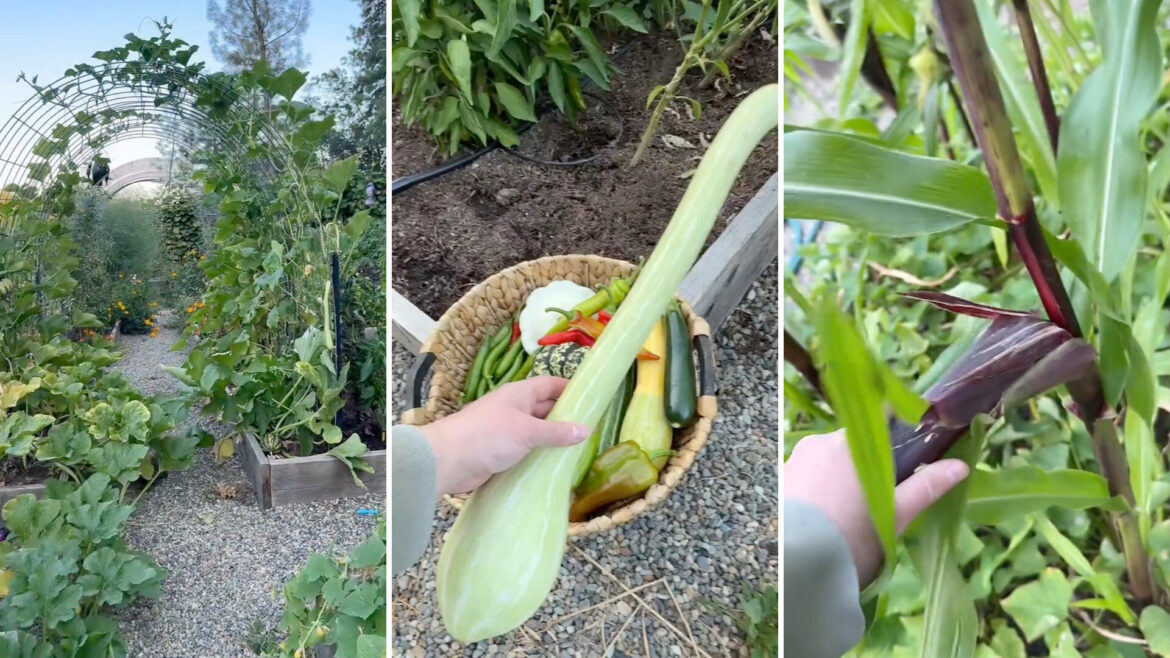 Viral ‘garden grocery shopping’ video shows a backyard haul of figs, squash, and purple peppers A garden with climbing plants, a basket of assorted vegetables, and a hand reaching for corn stalks.