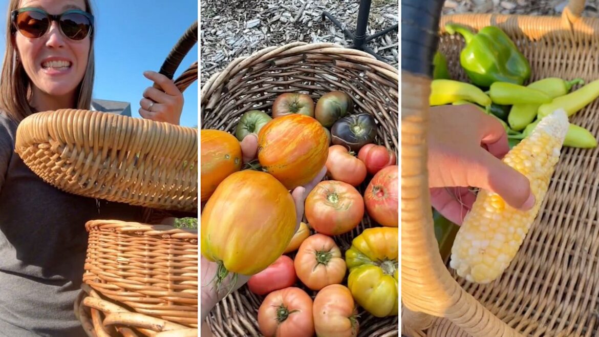 Maryland gardener says huge backyard harvest filled 3 baskets, with more still to pick