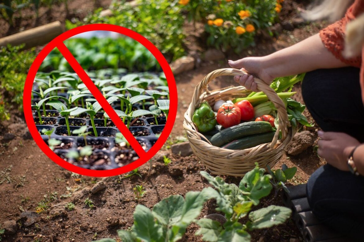 Yes, It’s too Early to Start Your Garden Seeds Indoors in Billing Yes, It's too Early to Start Your Garden Seeds Indoors in Billing