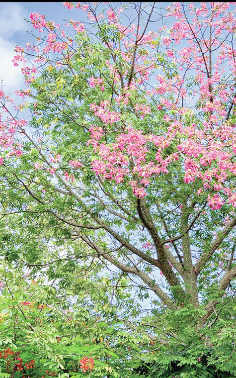 Tropical Gardening: Color to brighten fall gardening with flowering plants and trees Tropical Gardening: Color to brighten fall gardening with flowering plants and trees