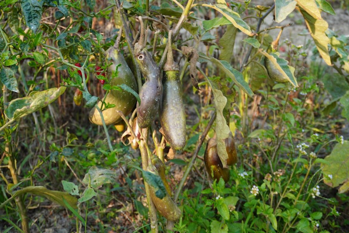 Invasive Asian Pest Just Spotted in South Carolina—Here's What Gardeners Should Know