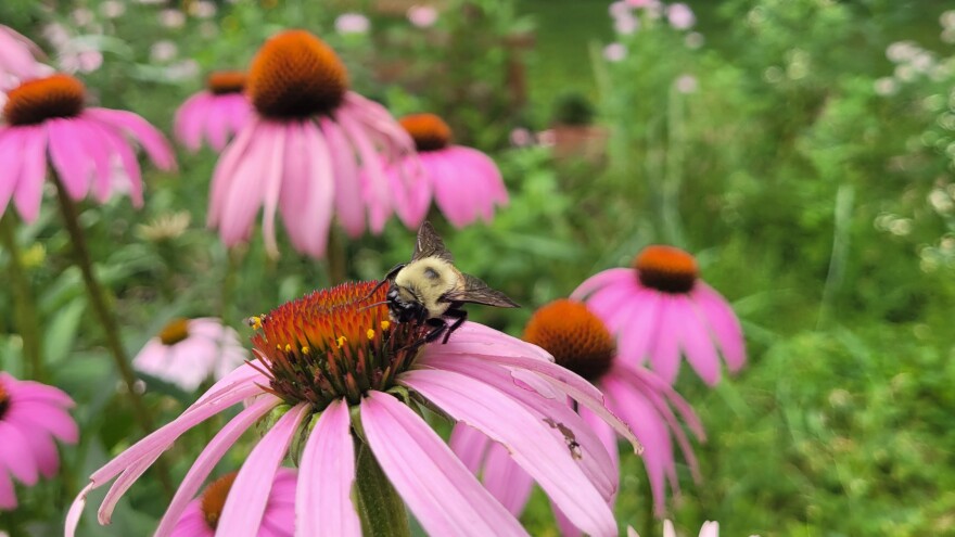 A black and yellow bee rests on the orange stamen of a purple coneflower. Other purple coneflowers can be seen in the background growing between green plants.
