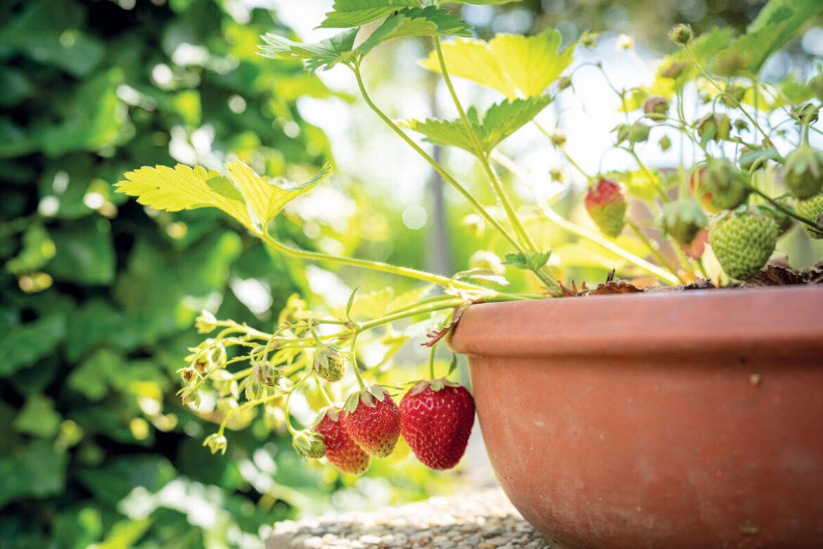 Learn How to Grow Crops in Small Spaces With These Gardening Tips Learn How to Grow Crops in Small Spaces With These Gardening Tips
