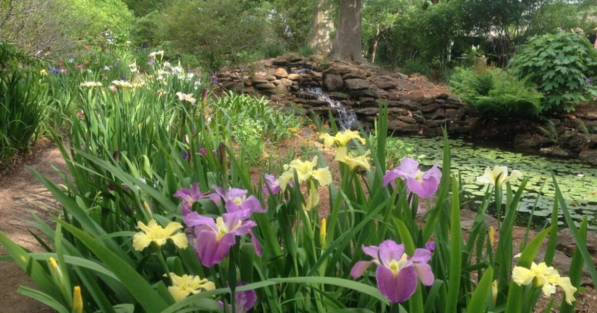 When do I plant Louisiana irises? What to know about growing state’s signature flower | Home/Garden When do I plant Louisiana irises? What to know about growing state's signature flower | Home/Garden