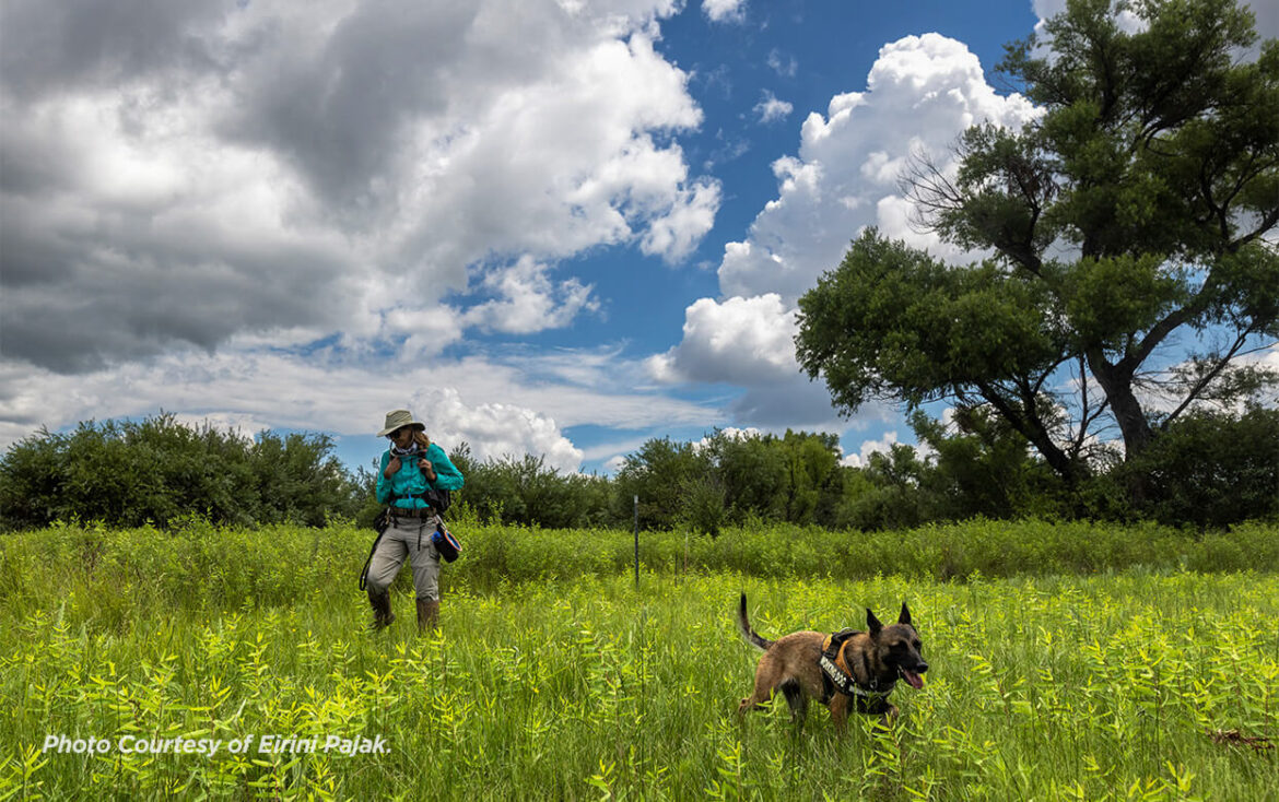 Research Canines are Helping the Garden Find These Rare and Endangered Arizona Orchids