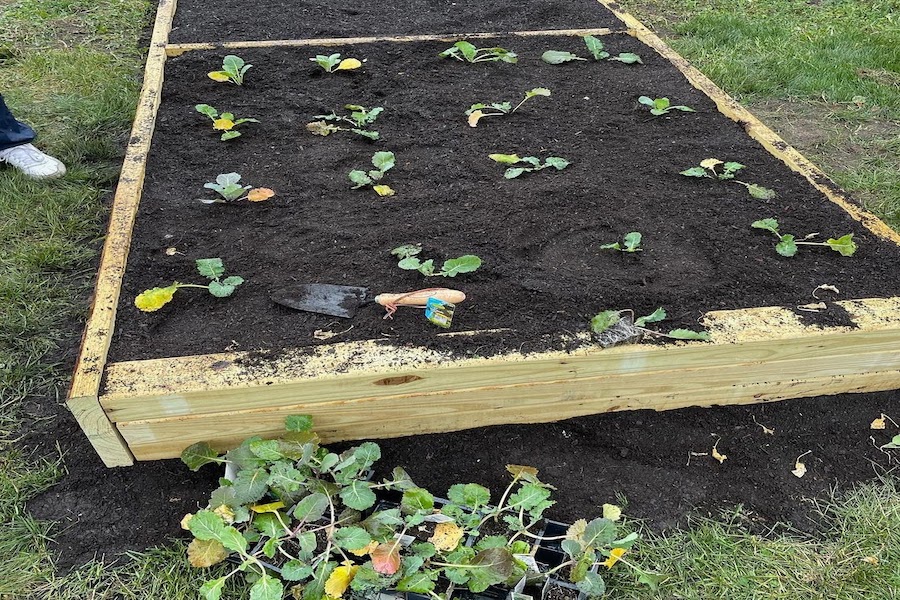 EFBL garden brings justice-focused gardening to Evanston A raised garden bed with a hand shovel and collard green sprouts.