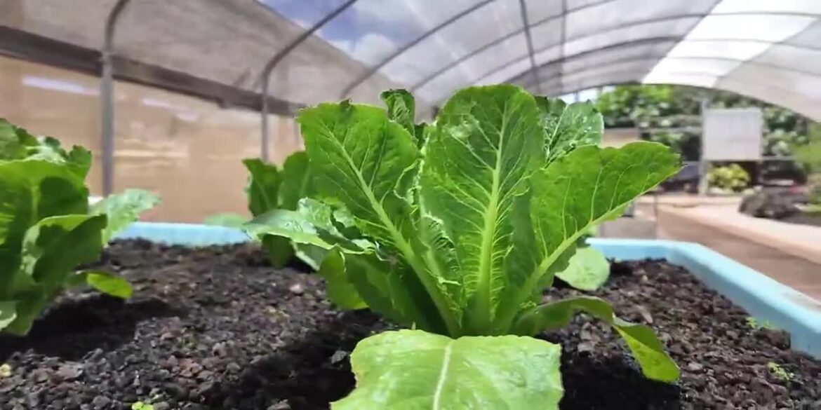 Feeding the family and the planet: Mari’s Garden’s sustainable success story