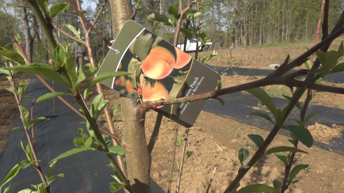 What is edible landscaping? | wbir.com