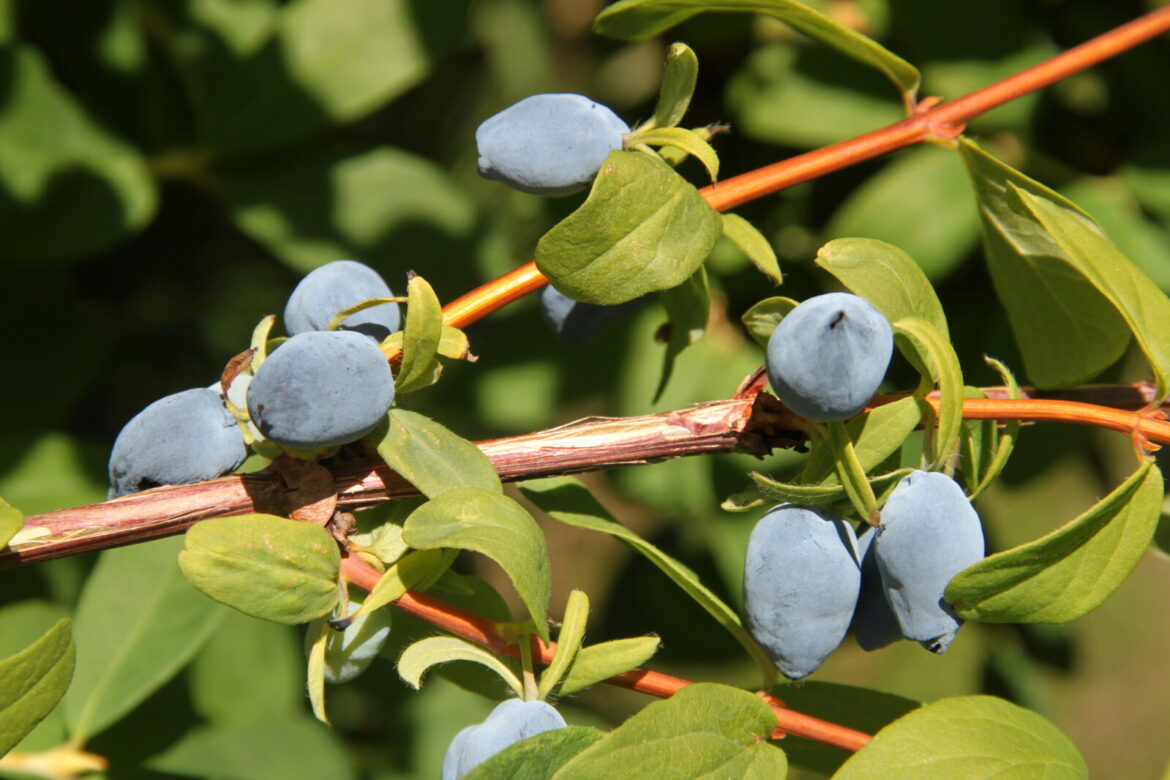 Dakota Gardener: The best blueberry for North Dakota isn’t a blueberry – Jamestown Sun Dakota Gardener: The best blueberry for North Dakota isn't a blueberry - Jamestown Sun