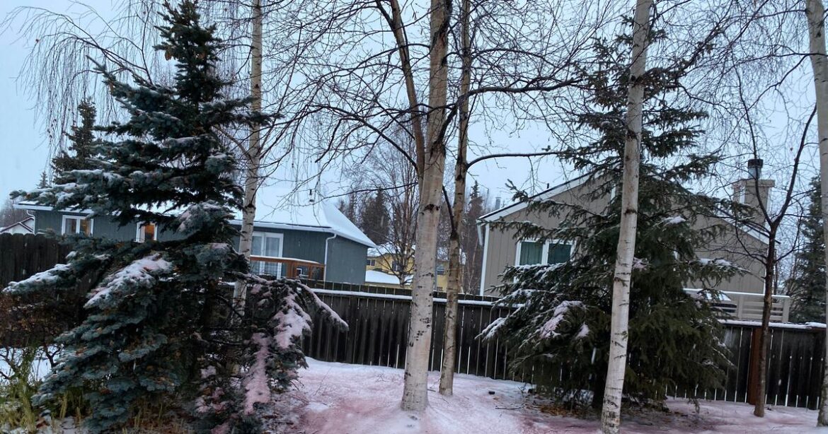 An Anchorage woman noticed red snow in her backyard. Here’s a possible cause. An Anchorage woman noticed red snow in her backyard. Here’s a possible cause.