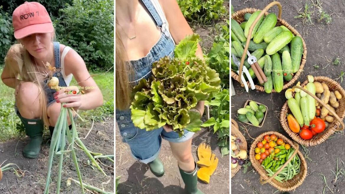 Backyard gardener digs up first potatoes, then reveals a produce-packed harvest Backyard gardener digs up first potatoes, then reveals a produce-packed harvest