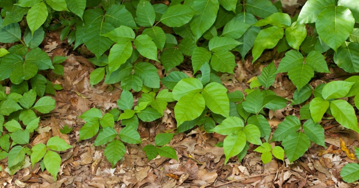 If you’re itching to get rid of poison ivy in your yard, wait! This Vermont native has its good side. If you're itching to get rid of poison ivy in your yard, wait! This Vermont native has its good side.