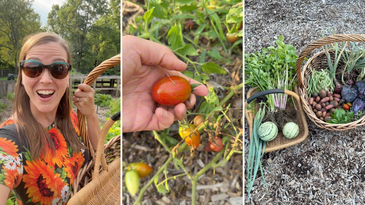 Maryland gardener let her backyard garden go wild, then uncovered beans, potatoes, tomatoes, and more A gardener harvesting vegetables.