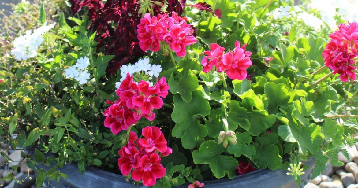 Tour of Gardens makes Ireton bloom | Hawarden Independent/Ireton Examiner