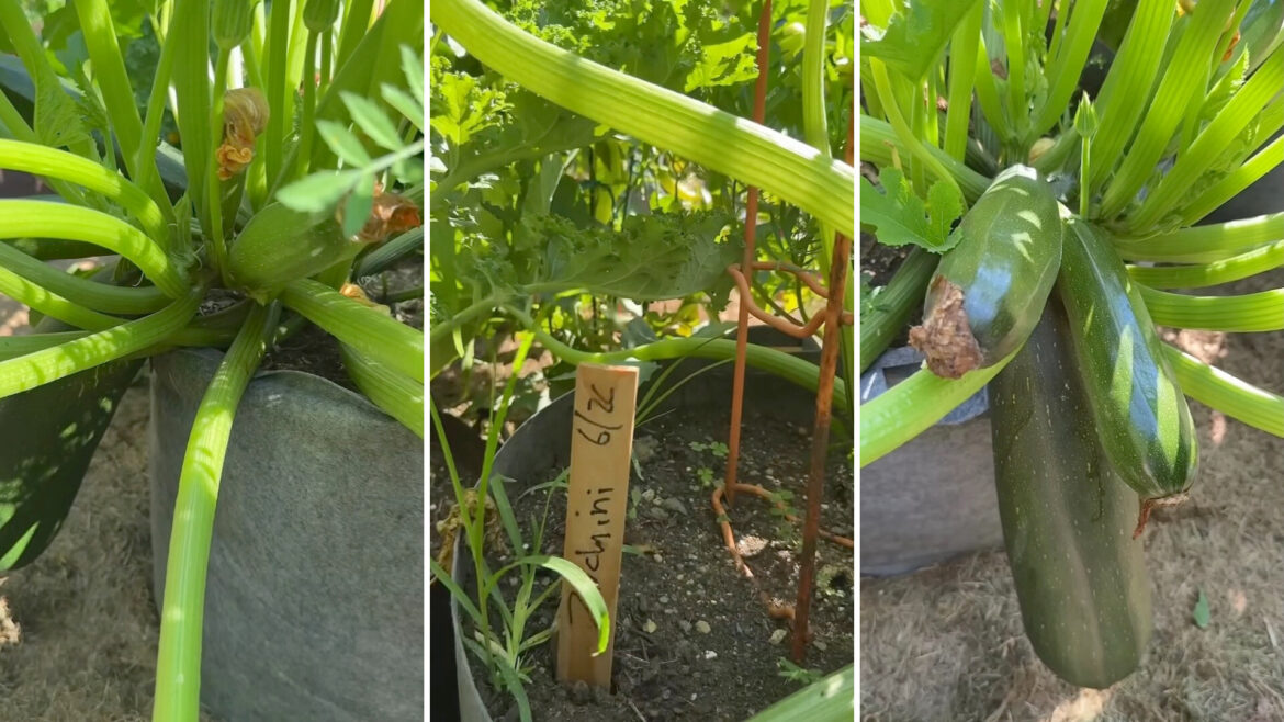 A zucchini plant.