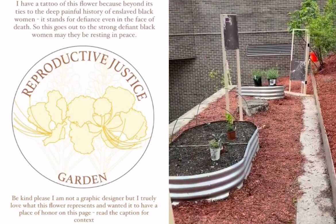 SUNY Purchase hosts 'reproductive justice garden' of abortion-inducing plants
