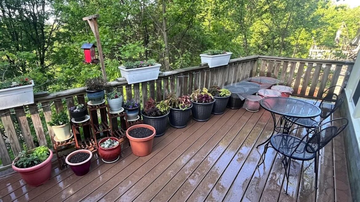 New York gardener’s before-and-after photos show lush payoff after months of wildlife raids New York gardener's before-and-after photos show lush payoff after months of wildlife raids