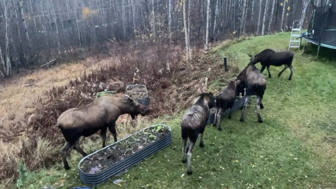 Alaskan Moose Family Gets Fired Up To Raid A Backyard Garden