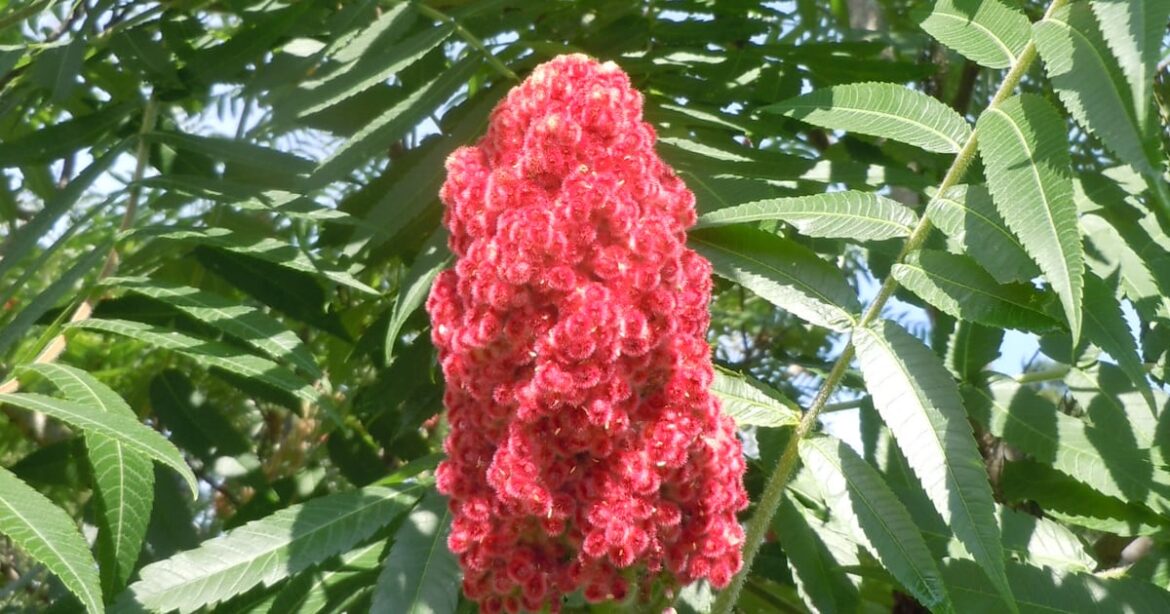 Poison sumac is not common in Georgia