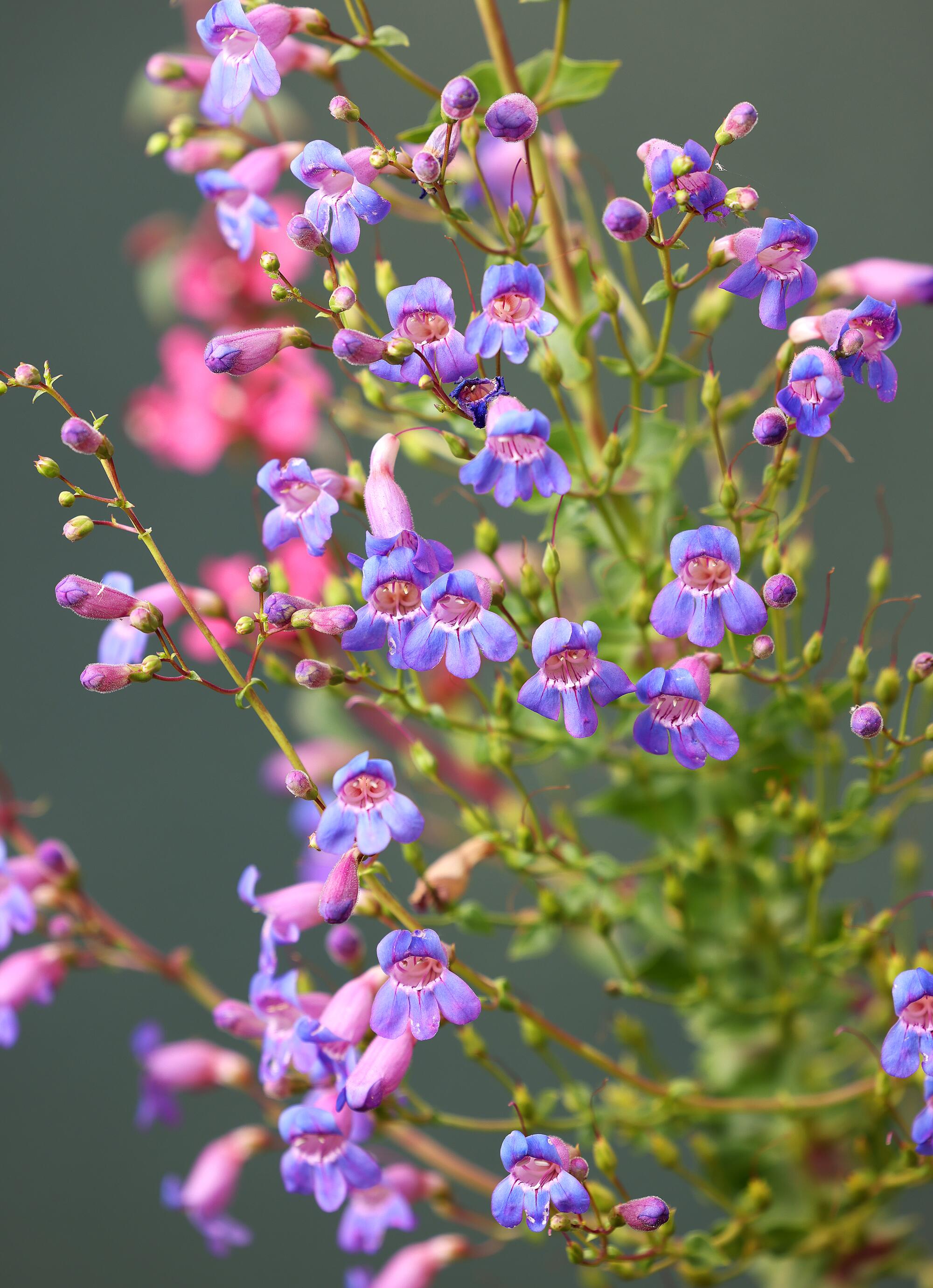 Purple and pink showy penstemon flowers grow on tall stalks. 