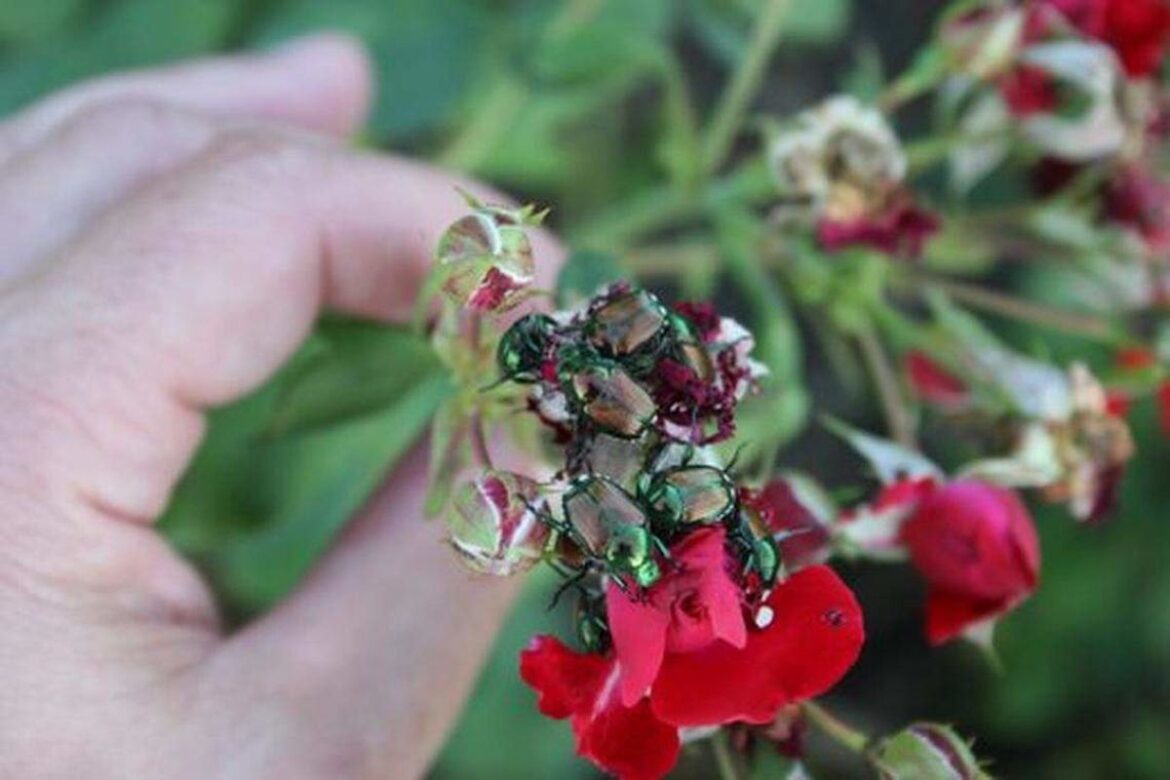 ‘Destructive’ Japanese beetles are active in Kansas. Here’s how to get rid of them