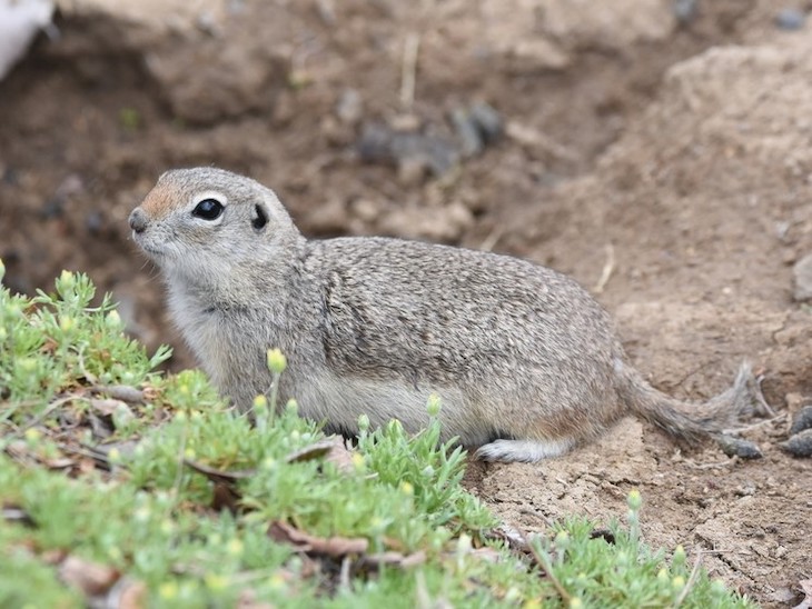 Northern Nevada backyards and gardens: Spring critters and common pests Northern Nevada backyards and gardens: Spring critters and common pests