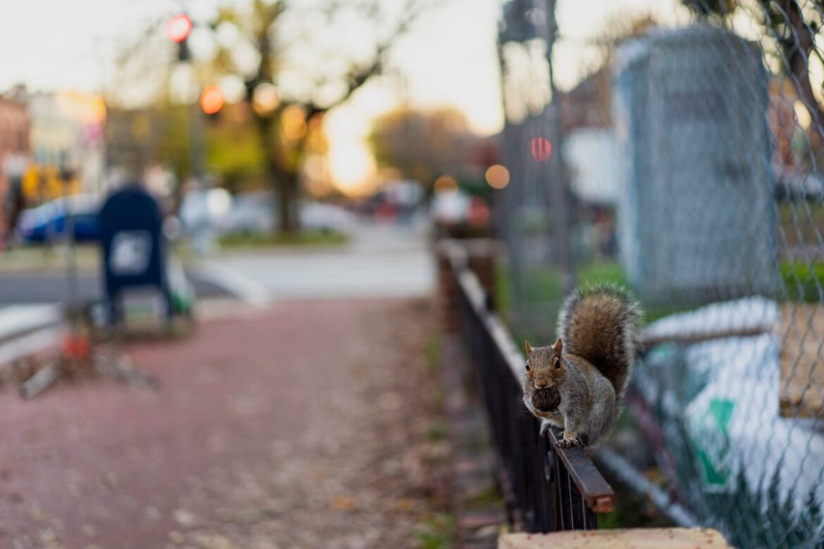 11 ways to volunteer around D.C. this week