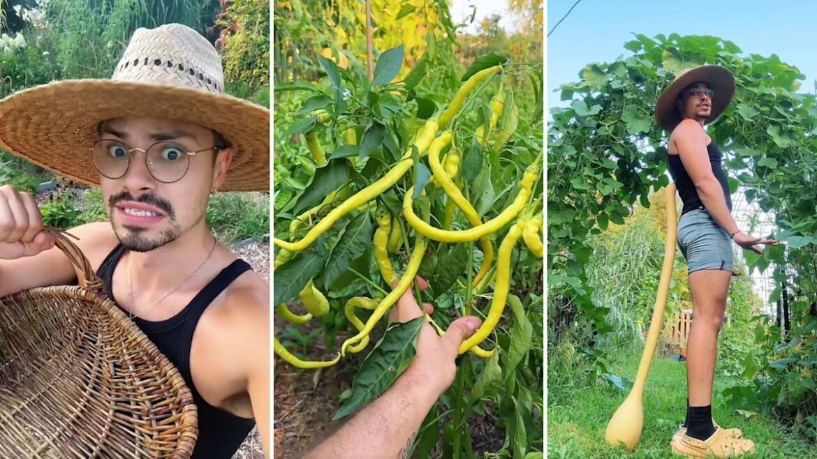 ‘The garden likes a little neglect’: Maine gardener’s 10-day break ends with a giant harvest 'The garden likes a little neglect': Maine gardener's 10-day break ends with a giant harvest