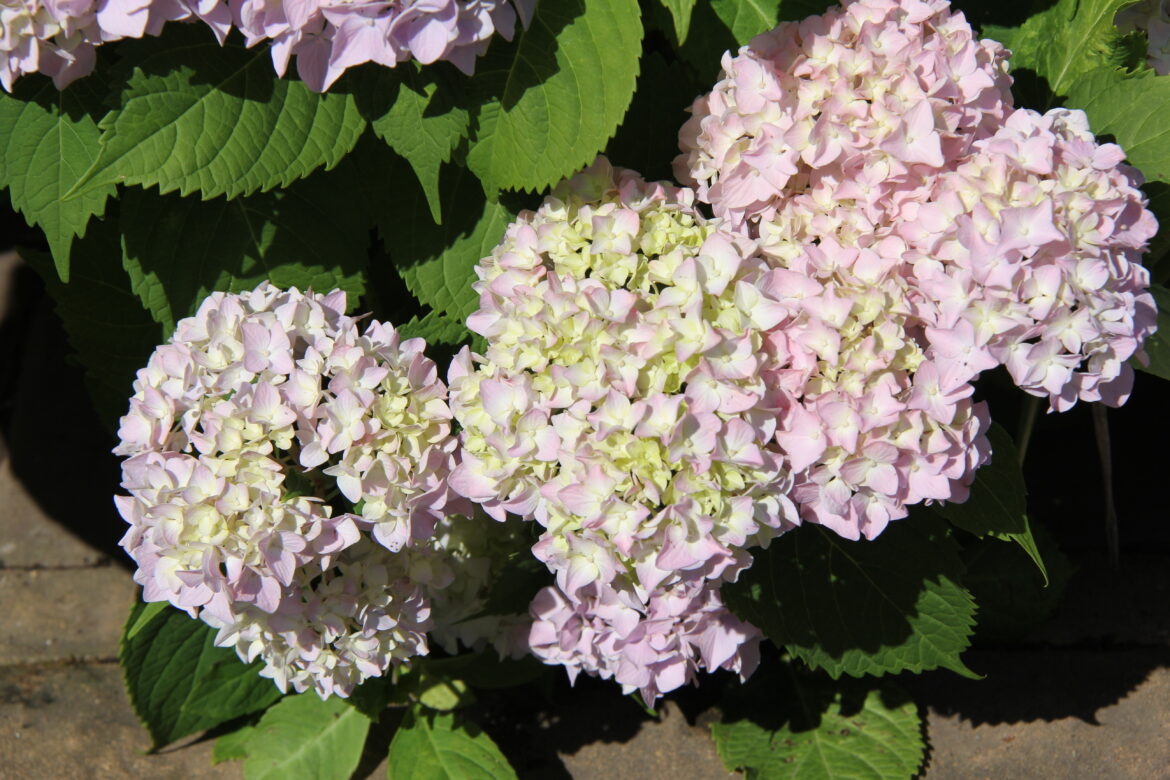 News 12 | Connecticut | Are Your Hydrangeas Failing To Bloom Heres How To Select The Perfect Hydrangea For Your Garden AP25148314220968