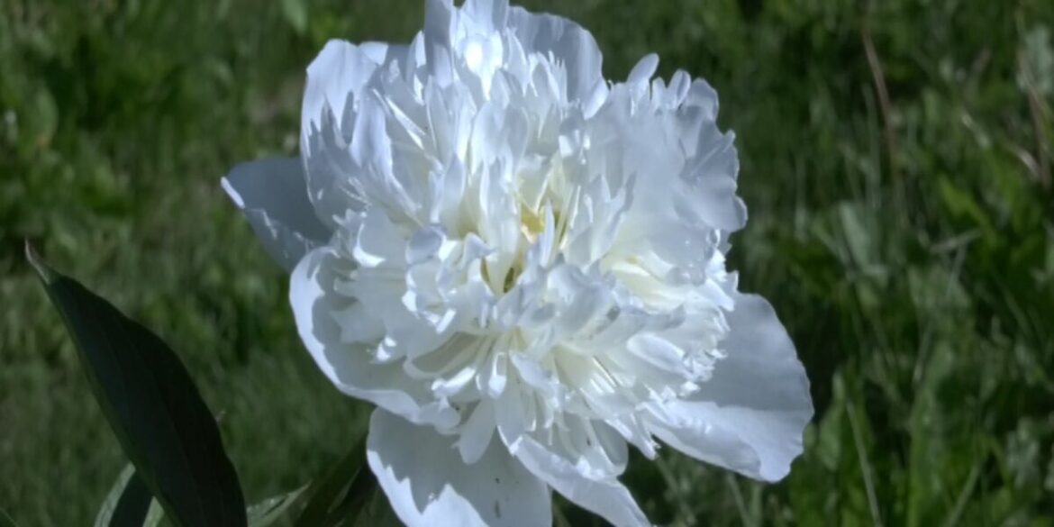 Gardening Report: Alaska peonies are in bloom, and you could grow your own Gardening Report: Alaska peonies are in bloom, and you could grow your own