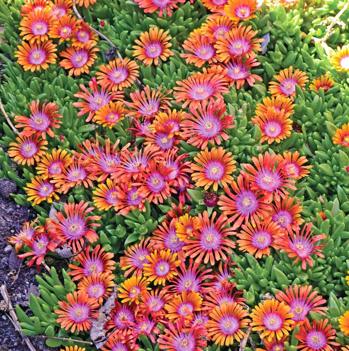 Low-Growing Perennials for Flower Beds Low-Growing Perennials for Flower Beds