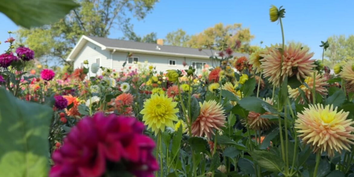 ‘It’s just pure joy’: Woodworth couple transforms backyard into flower garden ‘It’s just pure joy’: Woodworth couple transforms backyard into flower garden
