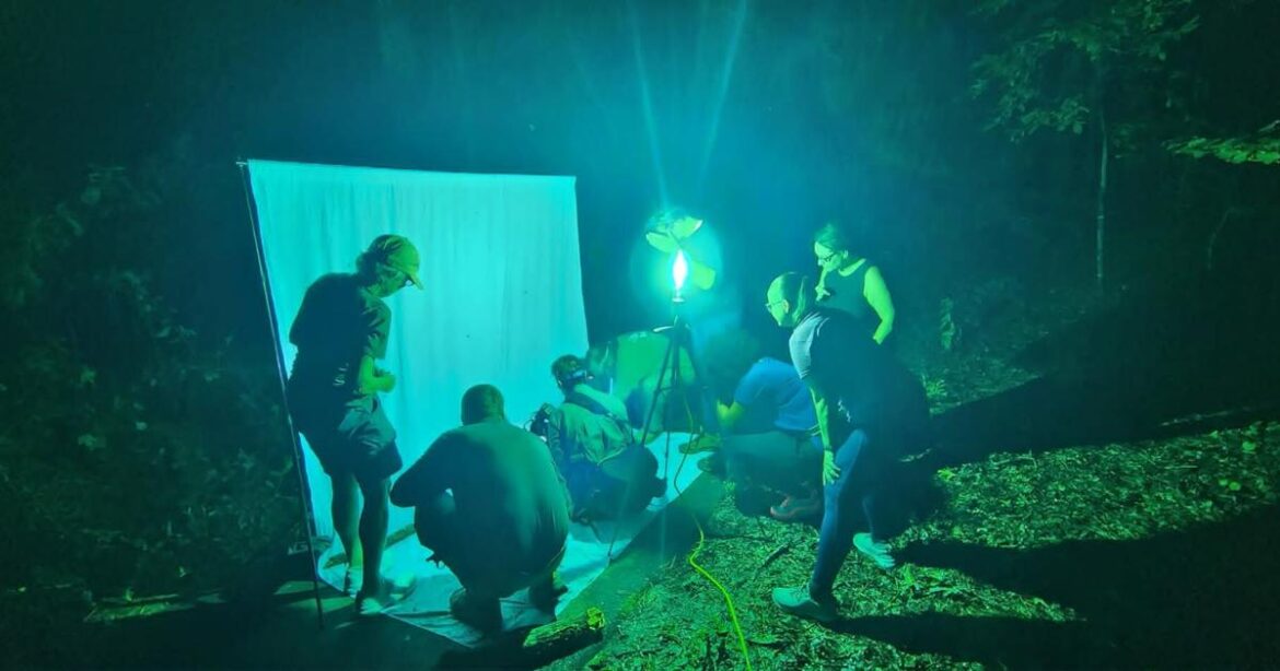 Moth Mania hitting Daniel Boone Native Gardens on July 25 | News Moth Mania hitting Daniel Boone Native Gardens on July 25 | News