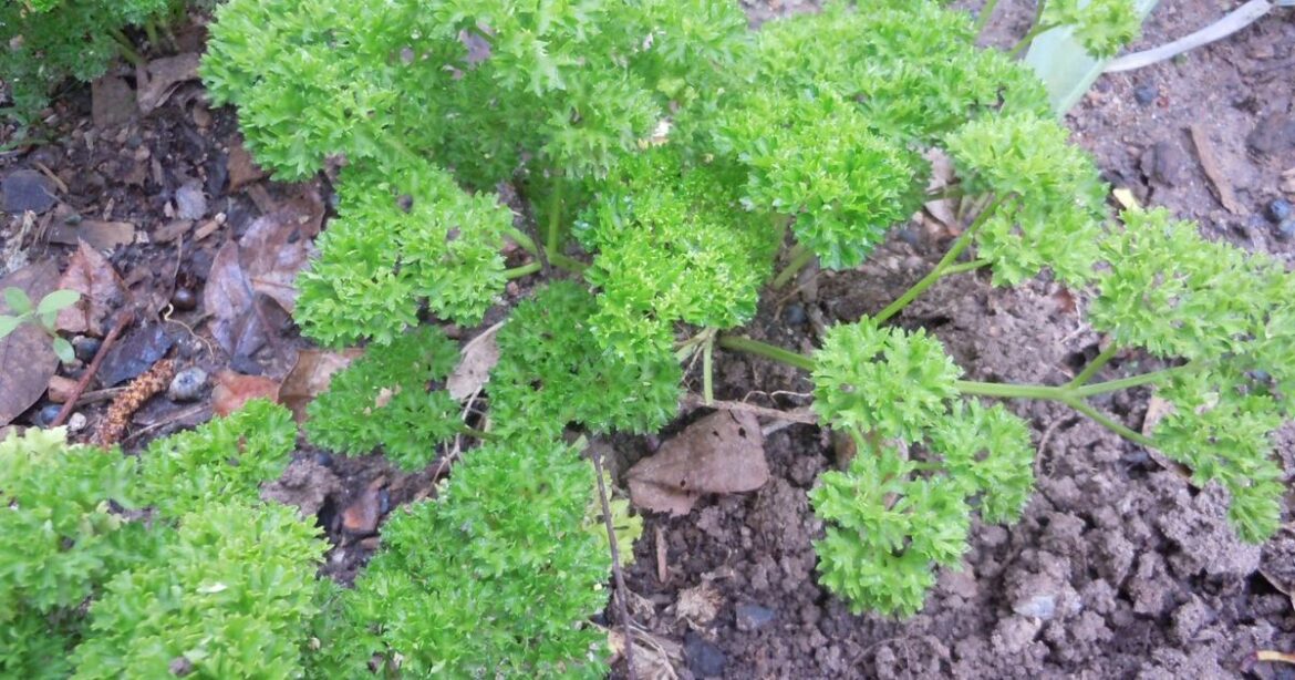 What are good herbs I can plant in a Georgia garden?